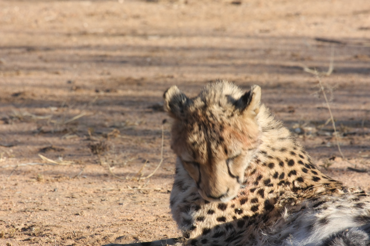 [1030] 2016_06_22_02_51_03_Africa_Canon_EOS_40D_IMG__07626.jpg