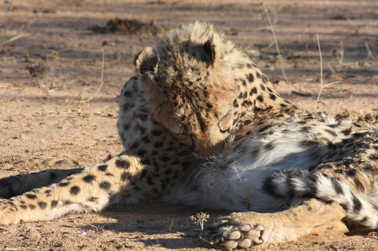 [1033] 2016_06_22_02_51_27_Africa_Canon_EOS_40D_IMG__07627.jpg