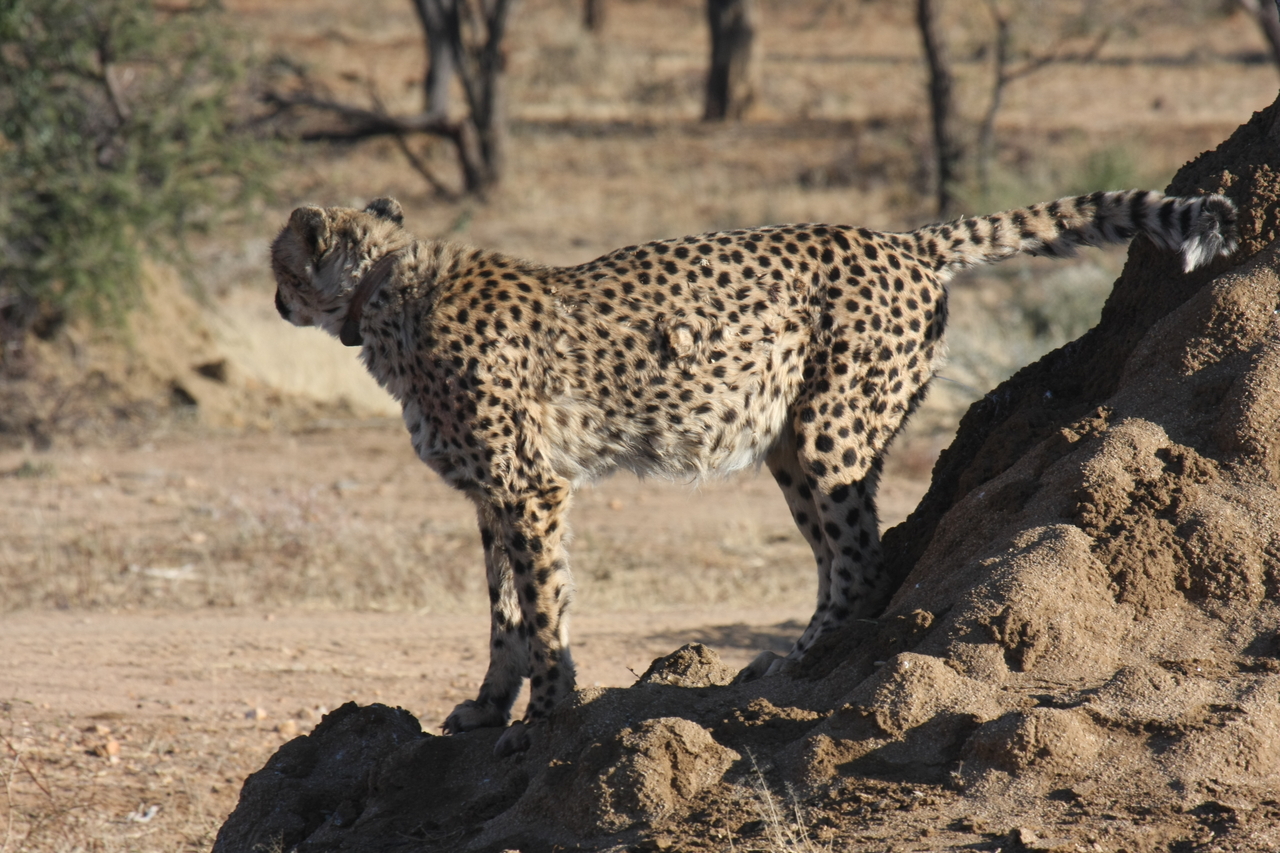 [1080] 2016_06_22_02_54_09_Africa_Canon_EOS_40D_IMG__07640.jpg