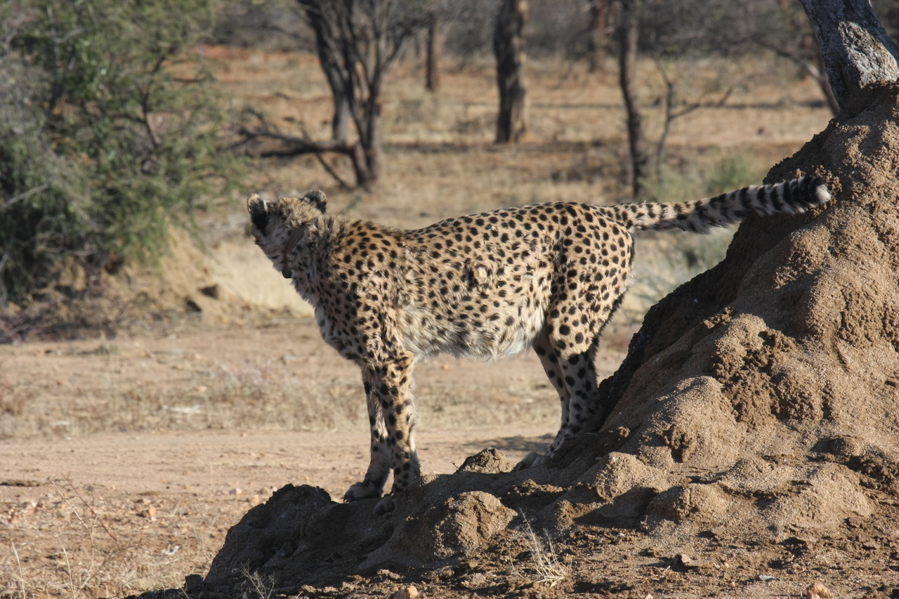 [1083] 2016_06_22_02_54_14_Africa_Canon_EOS_40D_IMG__00175.jpg