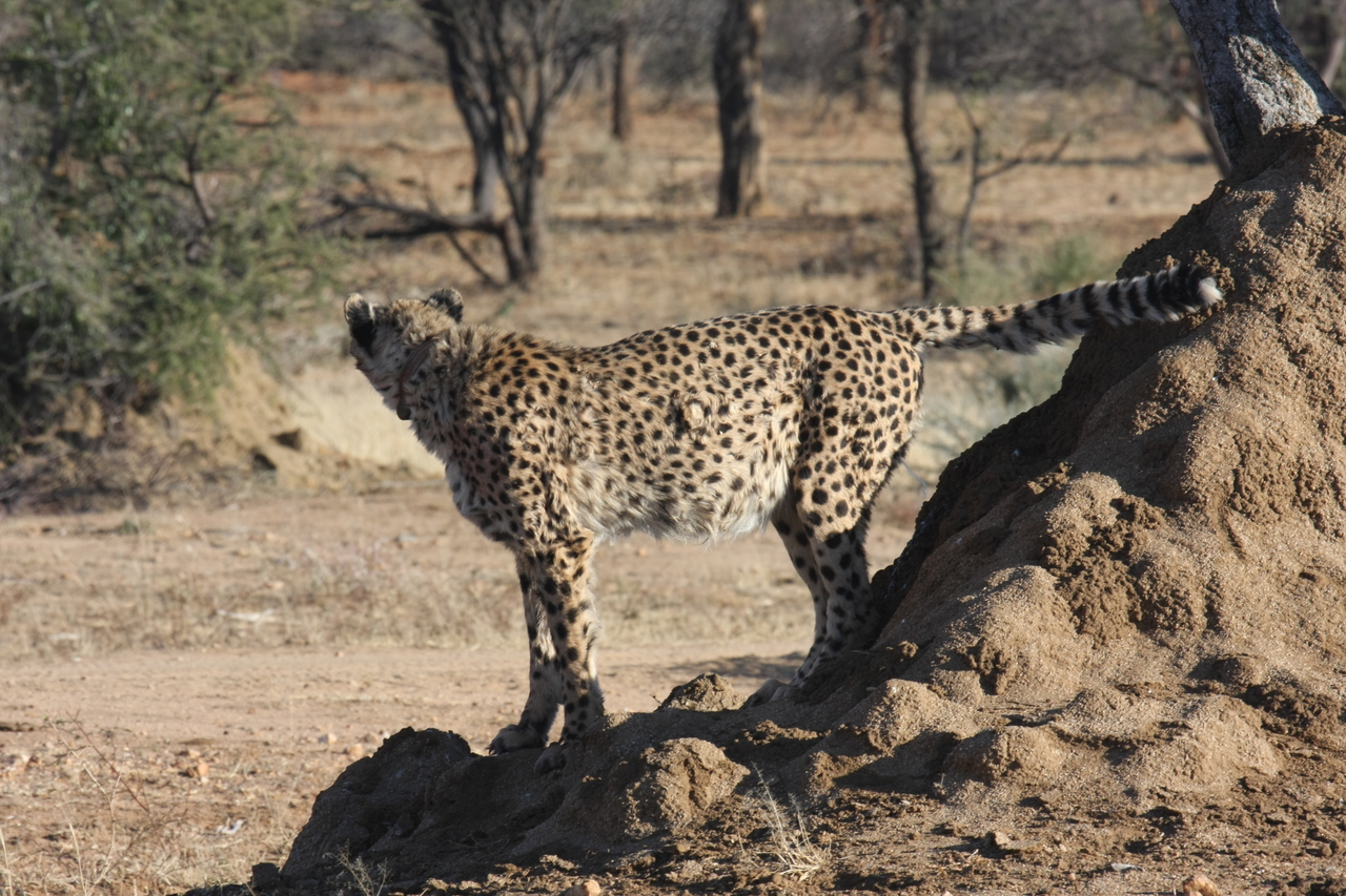 [1084] 2016_06_22_02_54_14_Africa_Canon_EOS_40D_IMG__00176.jpg