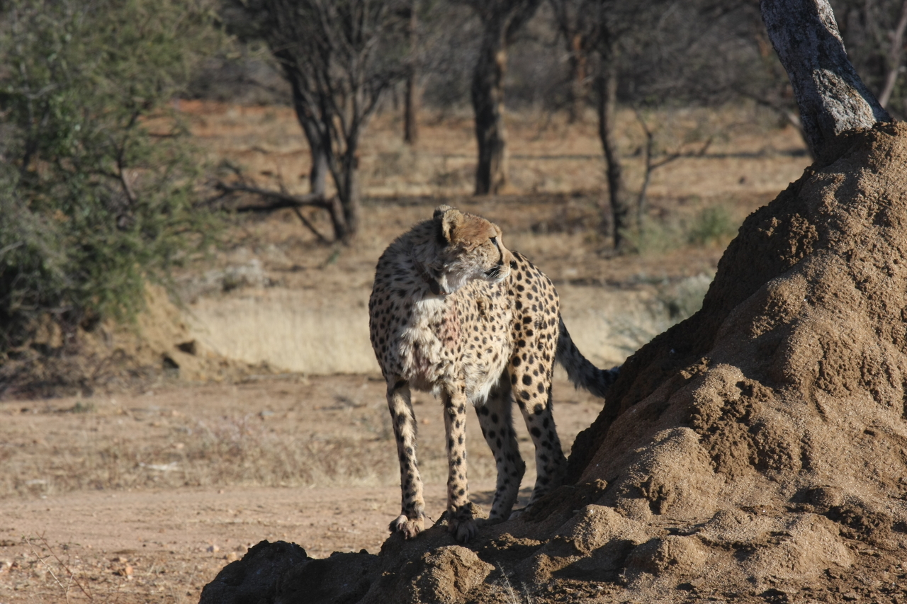 [1094] 2016_06_22_02_54_26_Africa_Canon_EOS_40D_IMG__00180.jpg
