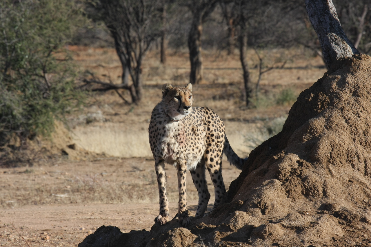 [1102] 2016_06_22_02_54_27_Africa_Canon_EOS_40D_IMG__00200.jpg