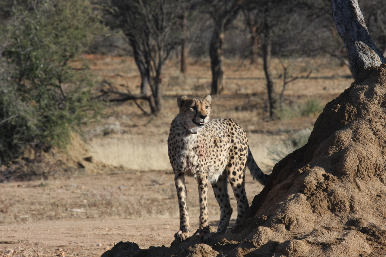 [1105] 2016_06_22_02_54_28_Africa_Canon_EOS_40D_IMG__00183.jpg