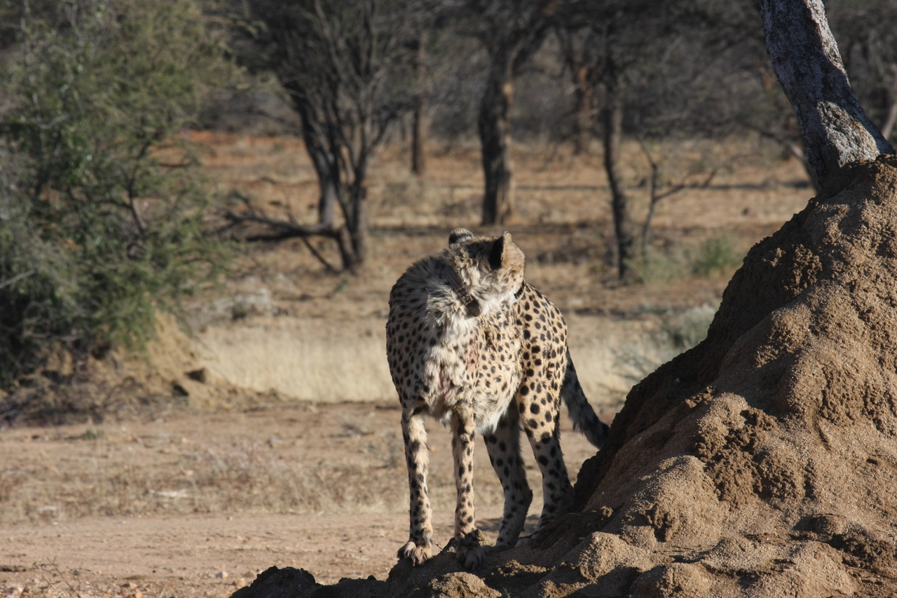 [1116] 2016_06_22_02_54_32_Africa_Canon_EOS_40D_IMG__00205.jpg