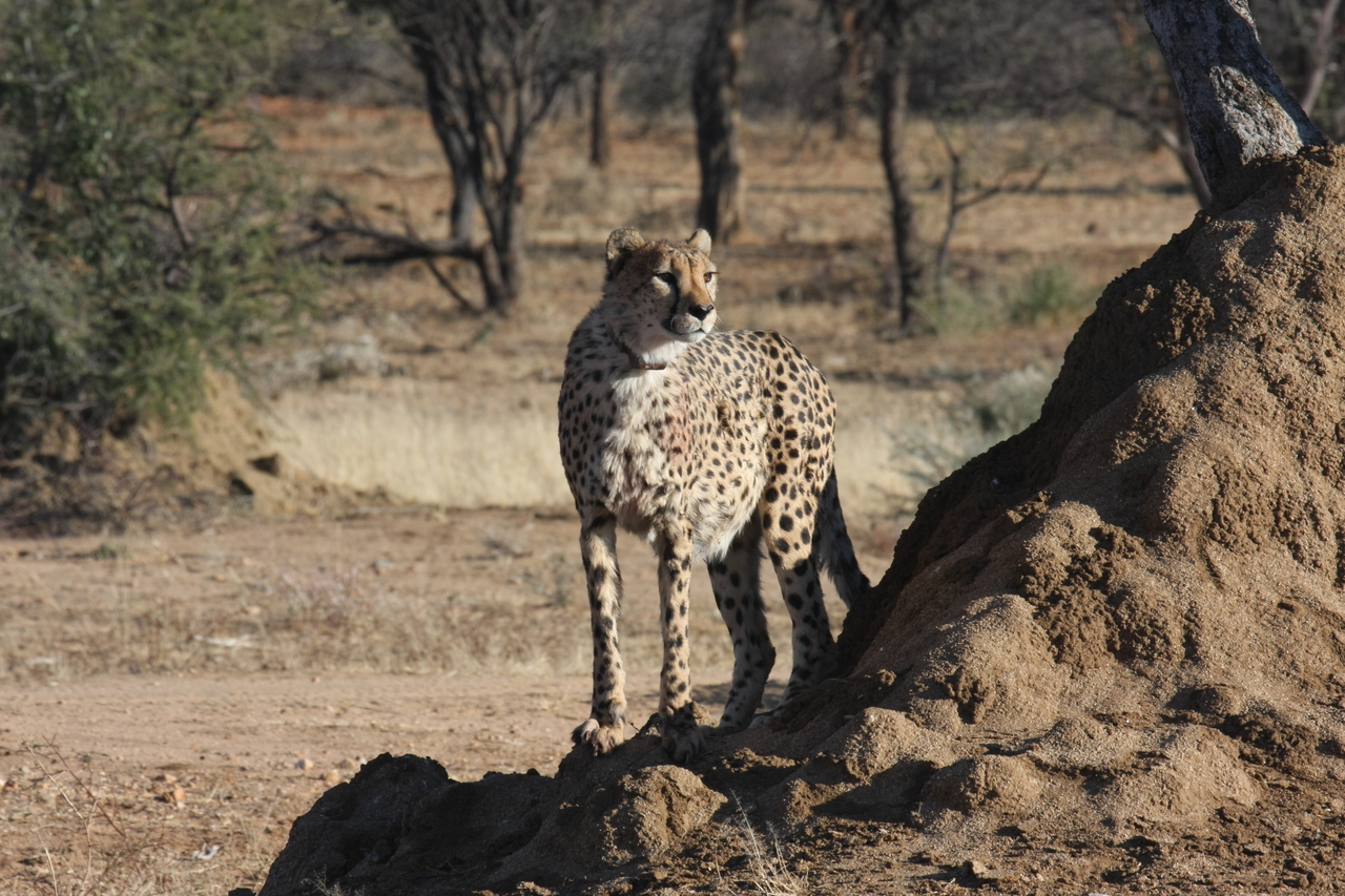 [1119] 2016_06_22_02_54_49_Africa_Canon_EOS_40D_IMG__00187.jpg