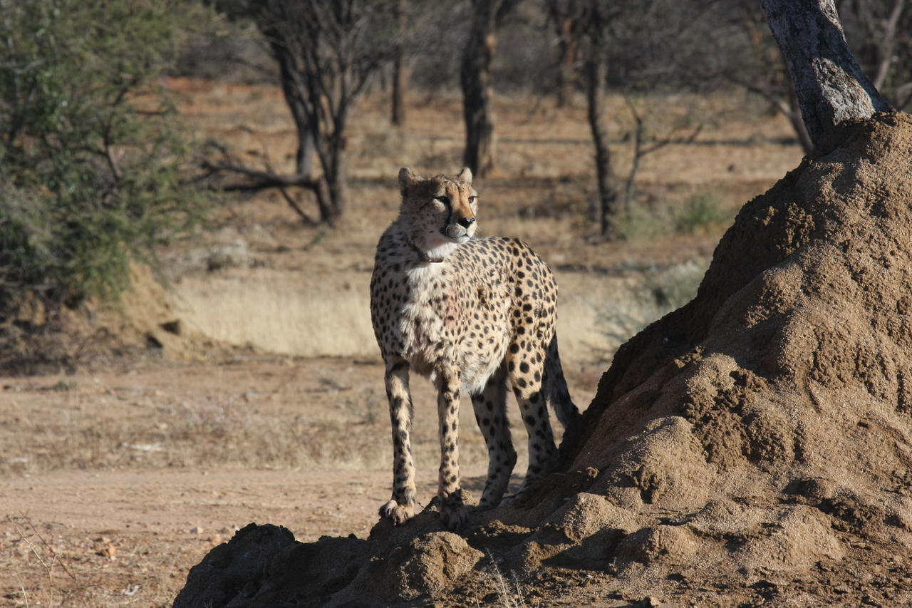 [1131] 2016_06_22_02_54_52_Africa_Canon_EOS_40D_IMG__07655.jpg