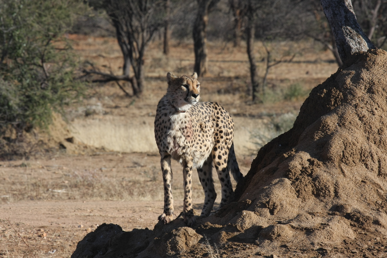 [1133] 2016_06_22_02_54_52_Africa_Canon_EOS_40D_IMG__07657.jpg