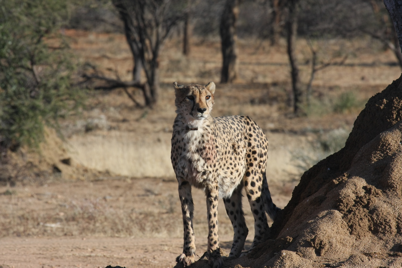 [1144] 2016_06_22_02_55_11_Africa_Canon_EOS_40D_IMG__07660.jpg