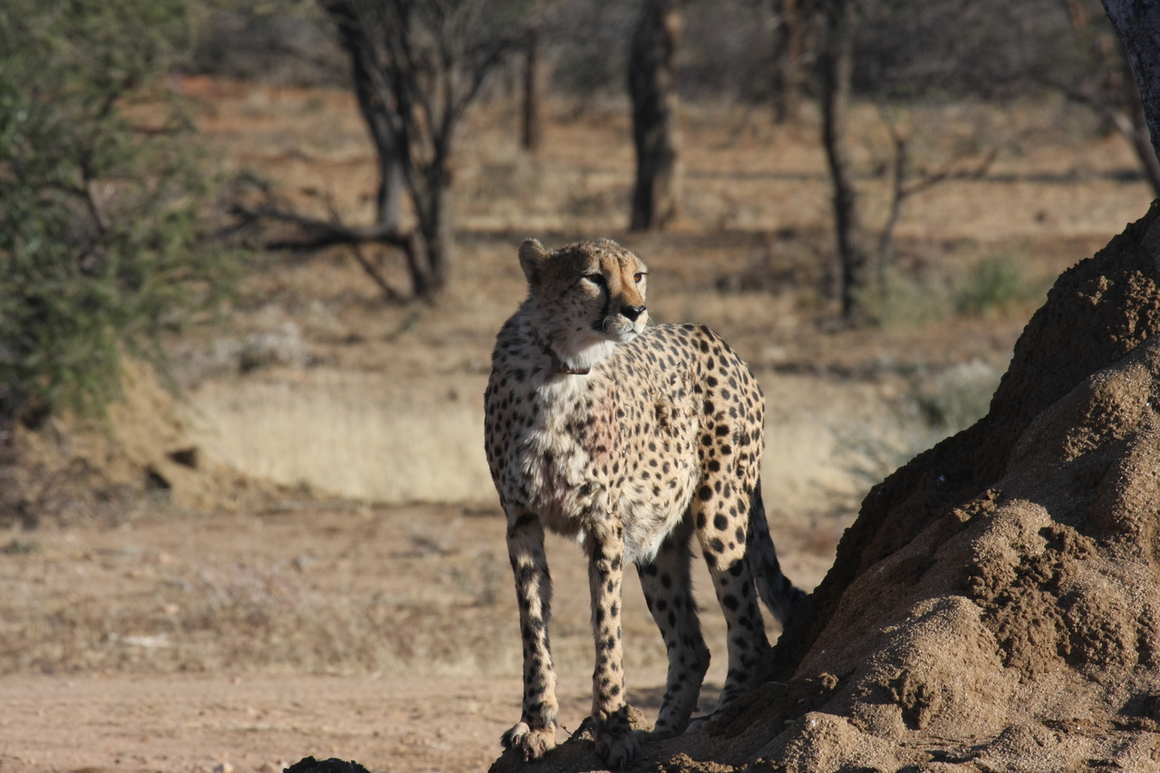 [1151] 2016_06_22_02_55_14_Africa_Canon_EOS_40D_IMG__00216.jpg