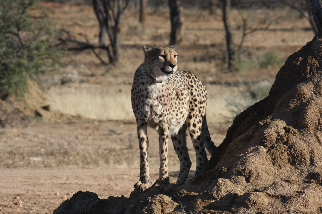 [1156] 2016_06_22_02_55_18_Africa_Canon_EOS_40D_IMG__00200.jpg