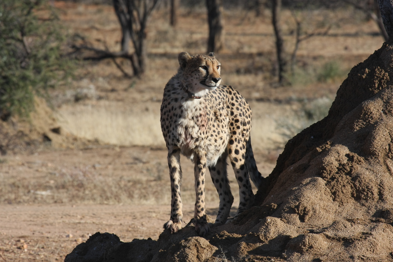 [1157] 2016_06_22_02_55_18_Africa_Canon_EOS_40D_IMG__00218.jpg