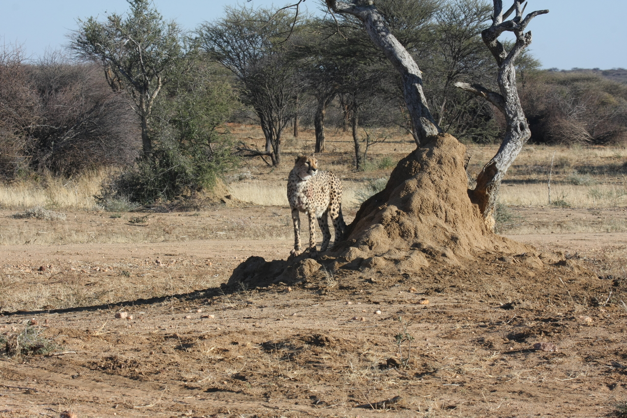 [1170] 2016_06_22_02_55_39_Africa_Canon_EOS_40D_IMG__00221.jpg