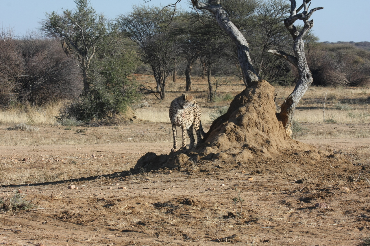 [1175] 2016_06_22_02_55_40_Africa_Canon_EOS_40D_IMG__00205.jpg