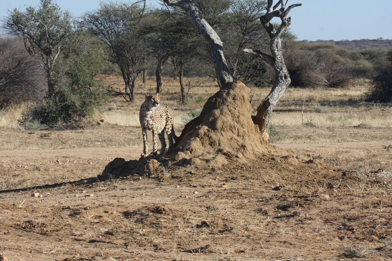 [1186] 2016_06_22_02_55_44_Africa_Canon_EOS_40D_IMG__07672.jpg