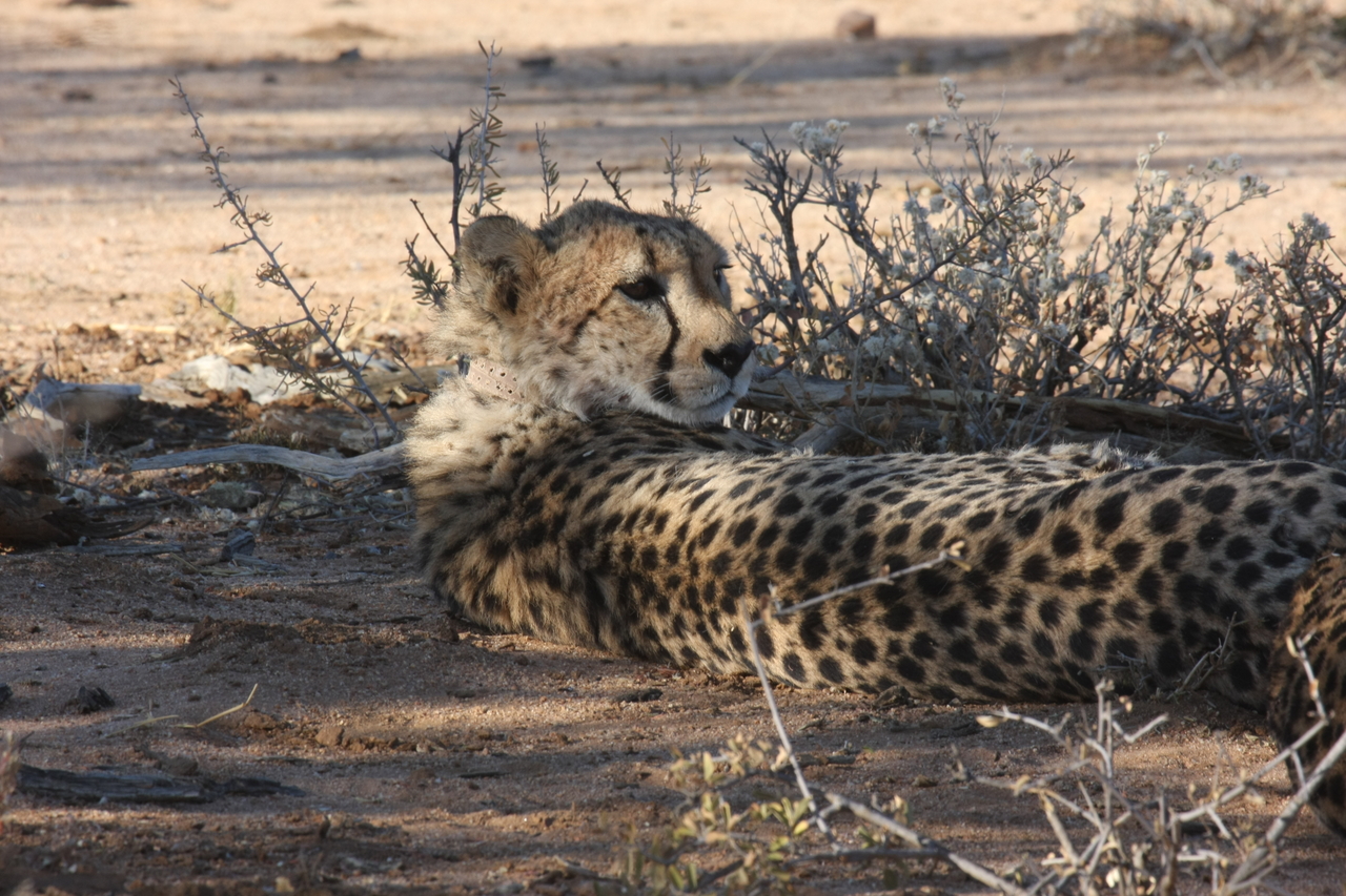 [1260] 2016_06_22_02_59_45_Africa_Canon_EOS_40D_IMG__00226.jpg
