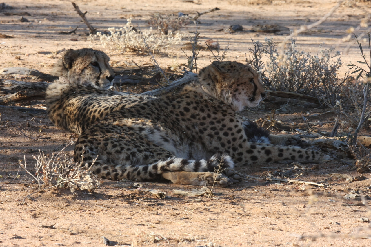 [1280] 2016_06_22_03_00_43_Africa_Canon_EOS_40D_IMG__00232.jpg