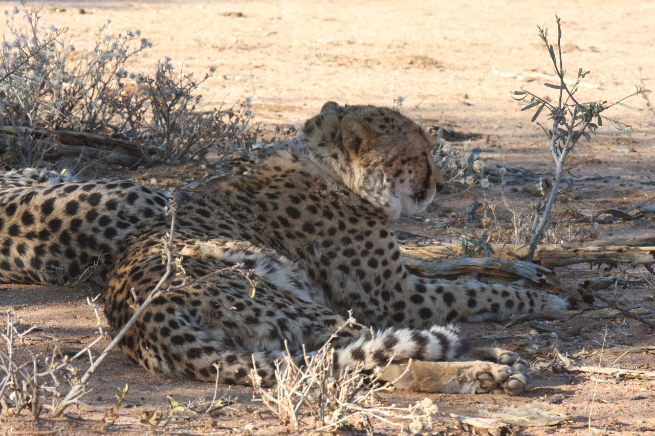 [1303] 2016_06_22_03_01_36_Africa_Canon_EOS_40D_IMG__07703.jpg
