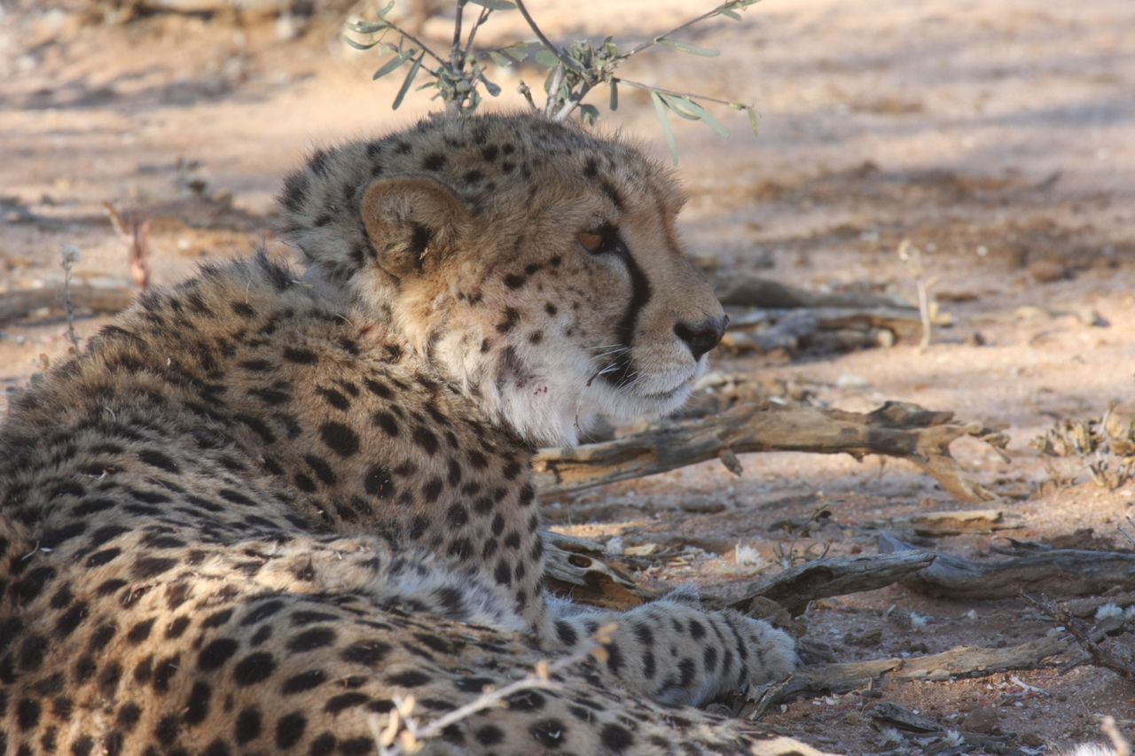 [1320] 2016_06_22_03_02_30_Africa_Canon_EOS_40D_IMG__07708.jpg
