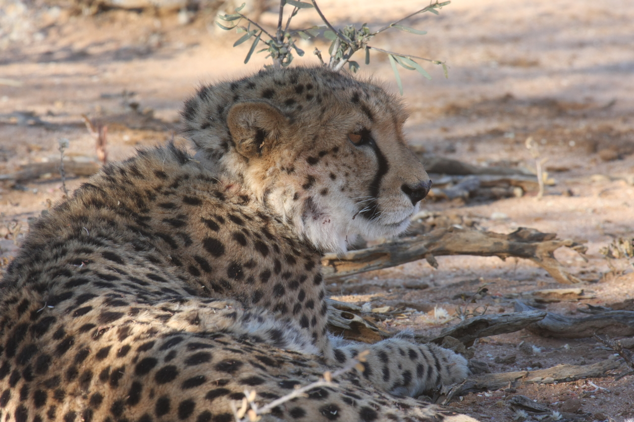 [1324] 2016_06_22_03_02_31_Africa_Canon_EOS_40D_IMG__07710.jpg