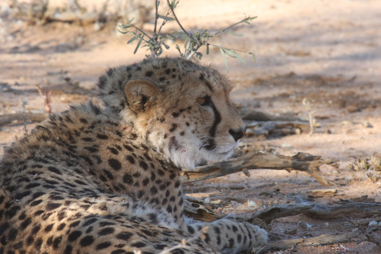 [1326] 2016_06_22_03_02_35_Africa_Canon_EOS_40D_IMG__00246.jpg