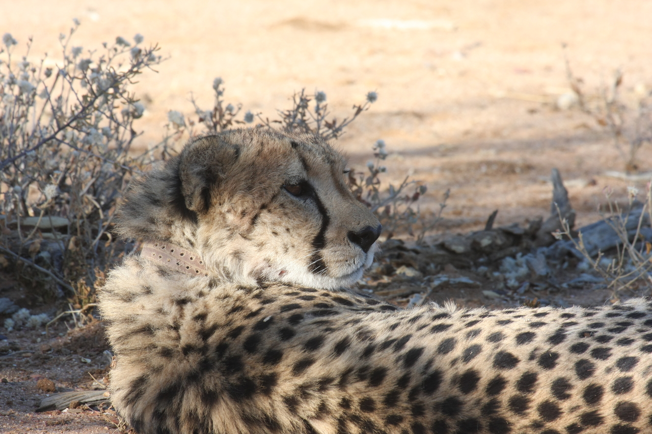 [1334] 2016_06_22_03_02_46_Africa_Canon_EOS_40D_IMG__00266.jpg