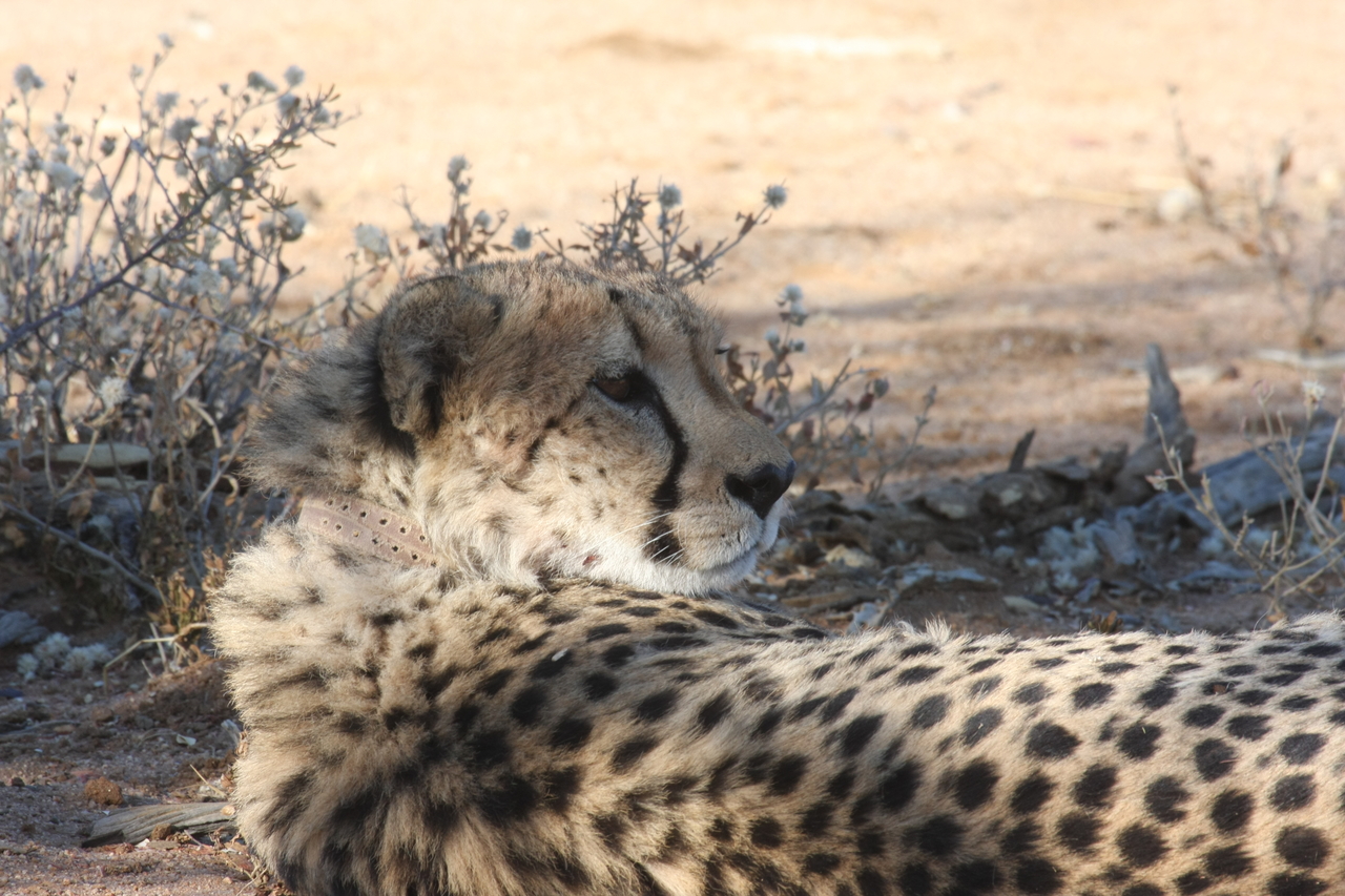[1338] 2016_06_22_03_02_46_Africa_Canon_EOS_40D_IMG__07714.jpg
