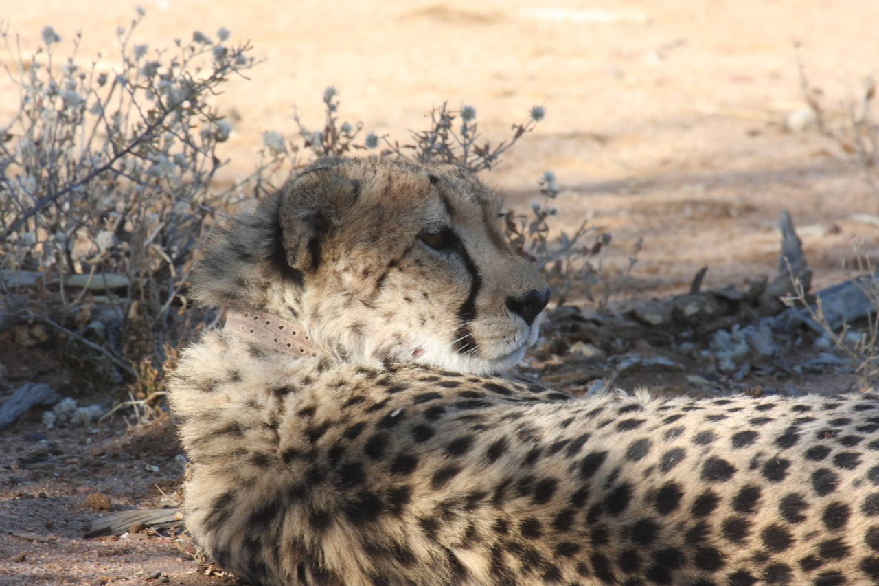 [1342] 2016_06_22_03_02_48_Africa_Canon_EOS_40D_IMG__07716.jpg