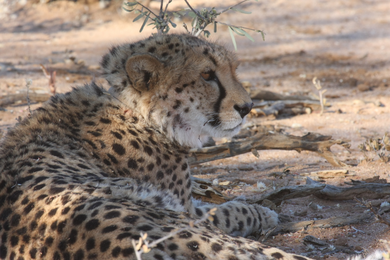 [1357] 2016_06_22_03_03_28_Africa_Canon_EOS_40D_IMG__07721.jpg