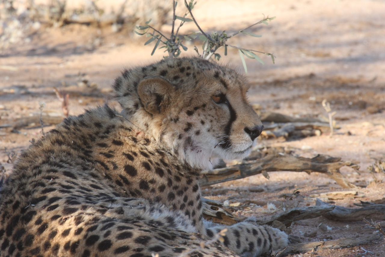[1360] 2016_06_22_03_03_30_Africa_Canon_EOS_40D_IMG__07722.jpg