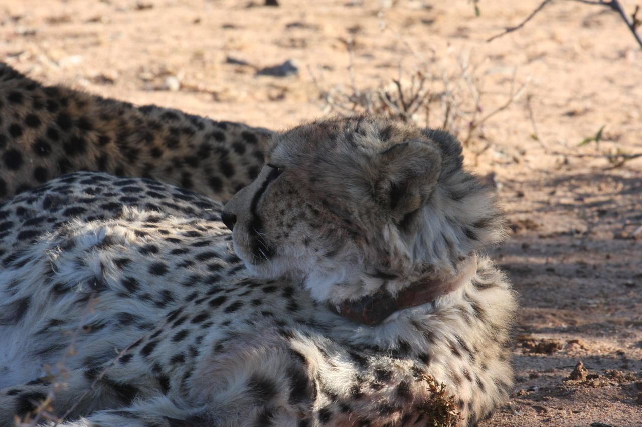 [1364] 2016_06_22_03_04_24_Africa_Canon_EOS_40D_IMG__00276.jpg