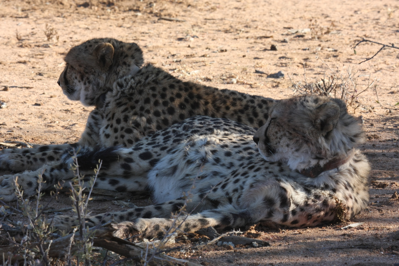 [1373] 2016_06_22_03_04_31_Africa_Canon_EOS_40D_IMG__00280.jpg