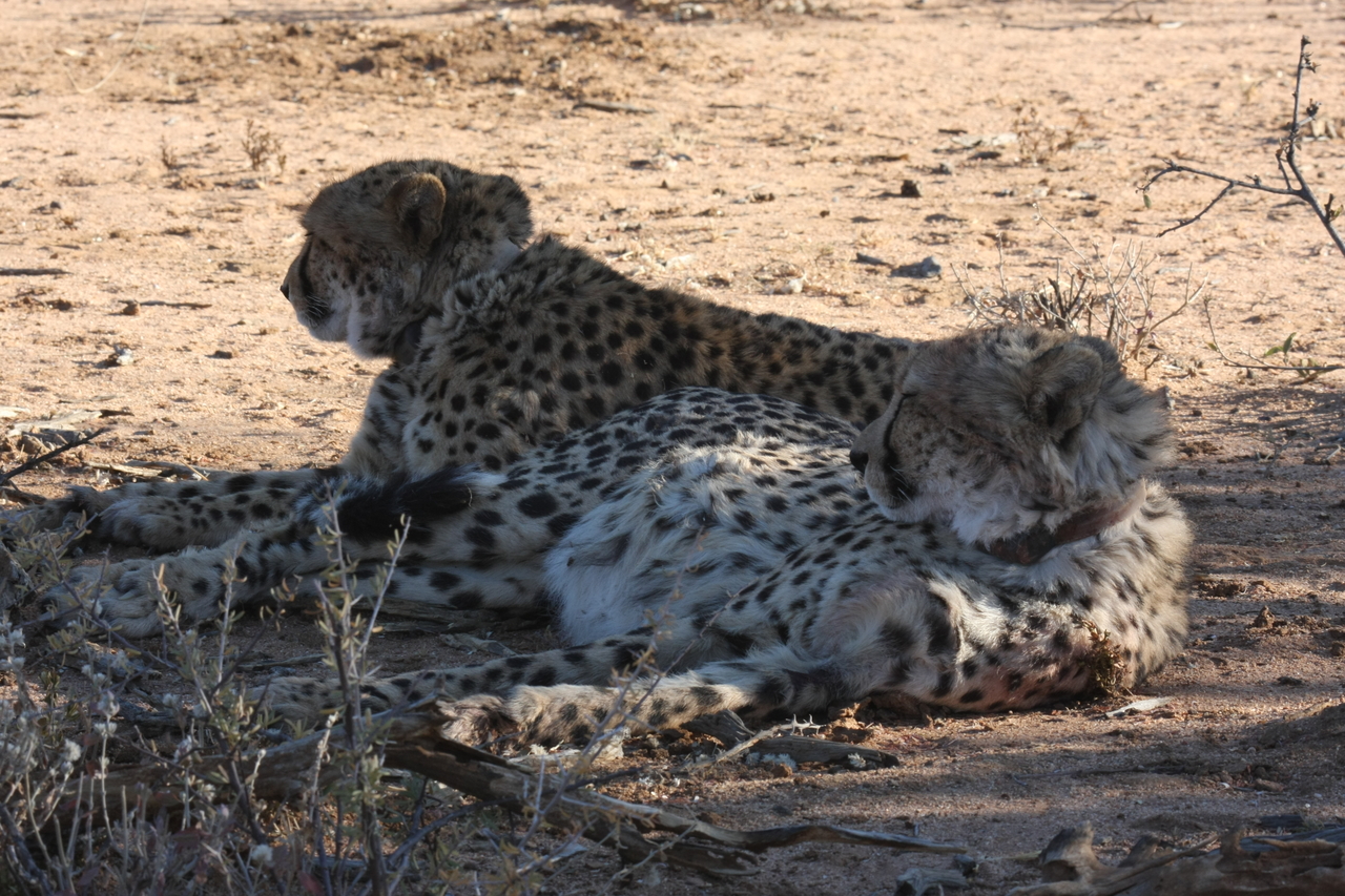 [1378] 2016_06_22_03_04_34_Africa_Canon_EOS_40D_IMG__00281.jpg