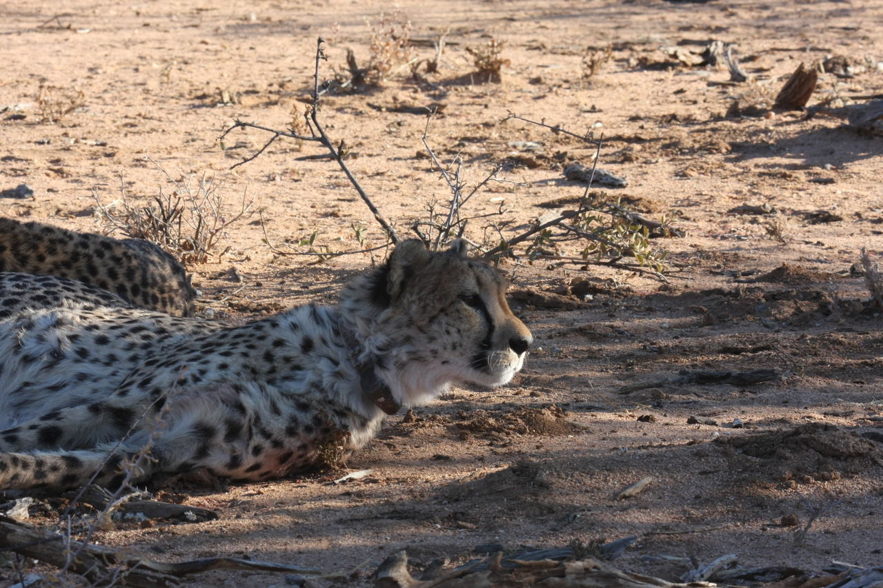 [1388] 2016_06_22_03_05_10_Africa_Canon_EOS_40D_IMG__00266.jpg