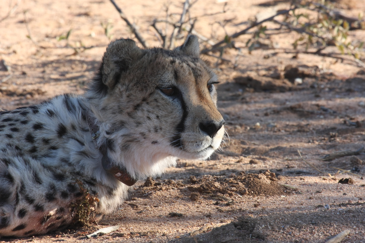 [1406] 2016_06_22_03_05_20_Africa_Canon_EOS_40D_IMG__07736.jpg
