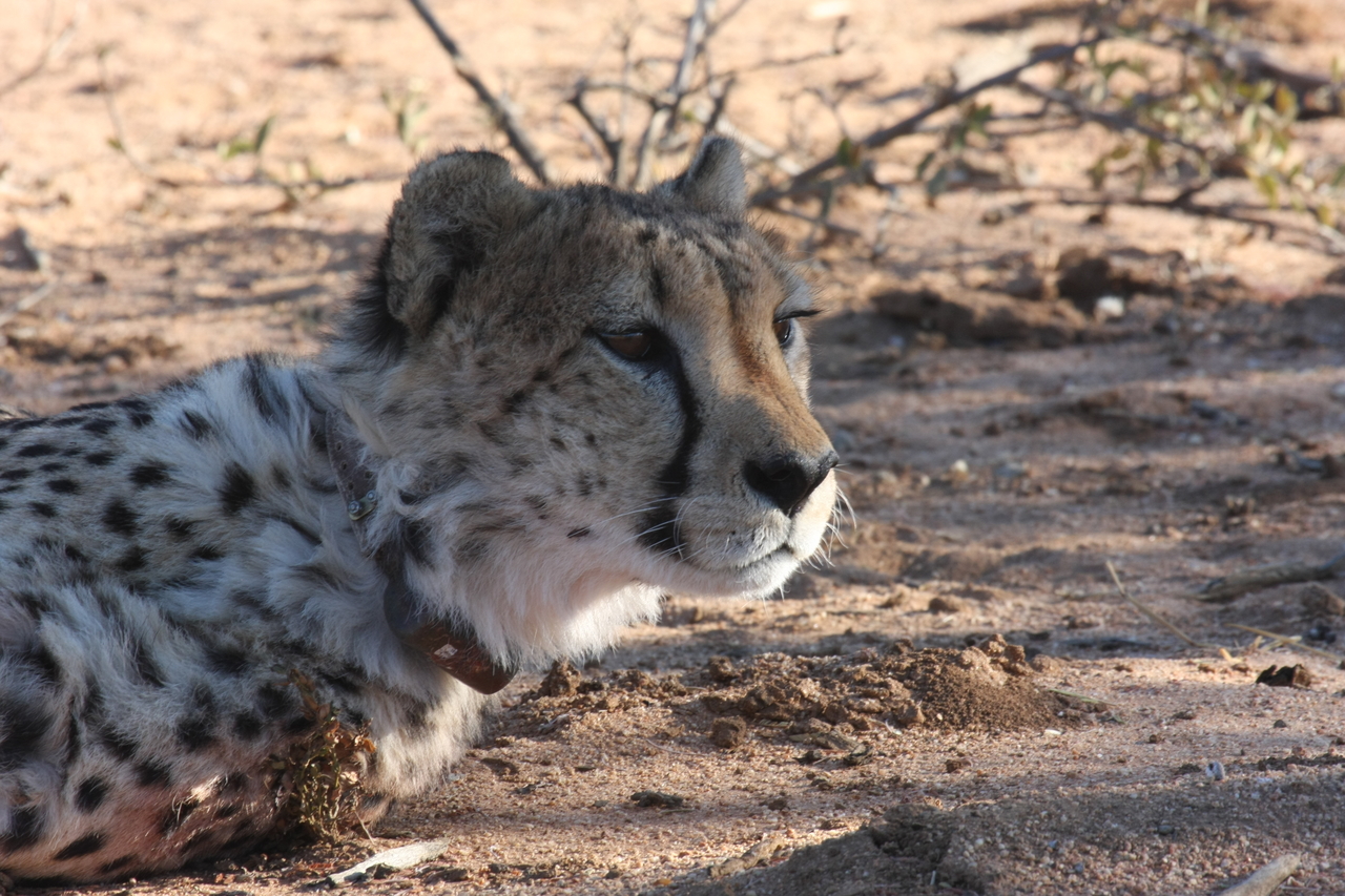 [1407] 2016_06_22_03_05_20_Africa_Canon_EOS_40D_IMG__07737.jpg