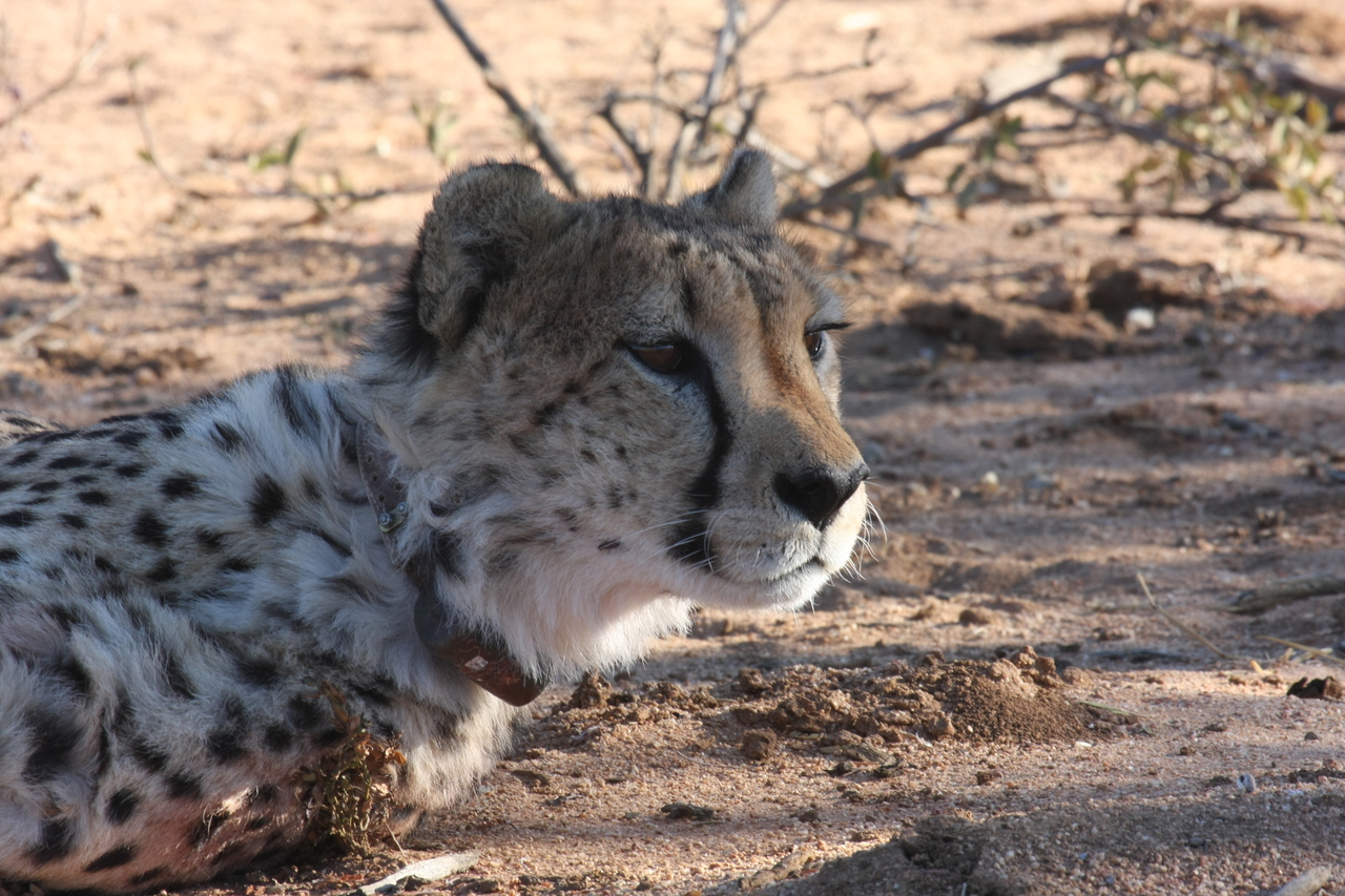[1408] 2016_06_22_03_05_20_Africa_Canon_EOS_40D_IMG__07738.jpg