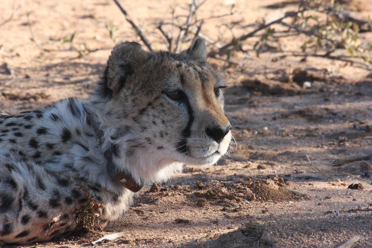 [1417] 2016_06_22_03_05_22_Africa_Canon_EOS_40D_IMG__07741.jpg