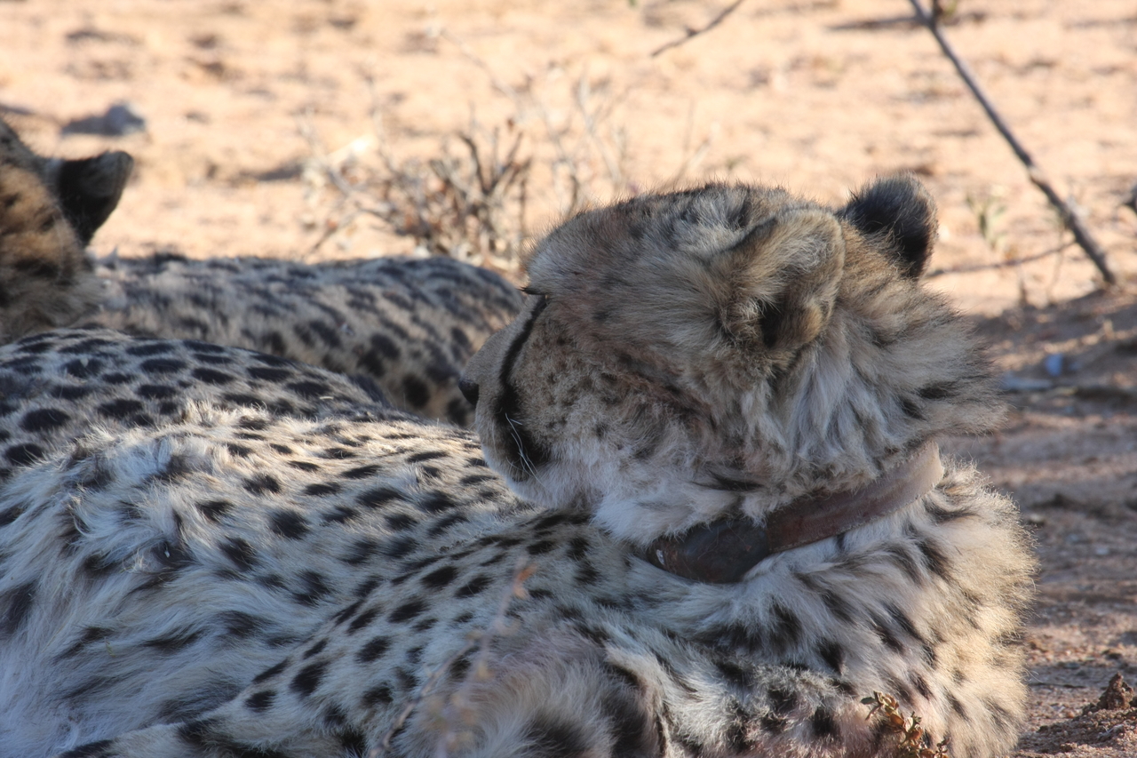 [1426] 2016_06_22_03_05_46_Africa_Canon_EOS_40D_IMG__07744.jpg