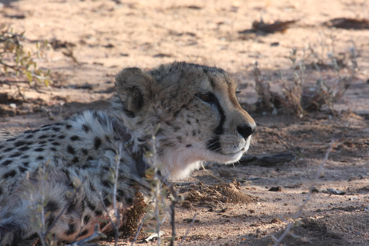 [1427] 2016_06_22_03_06_03_Africa_Canon_EOS_40D_IMG__00279.jpg