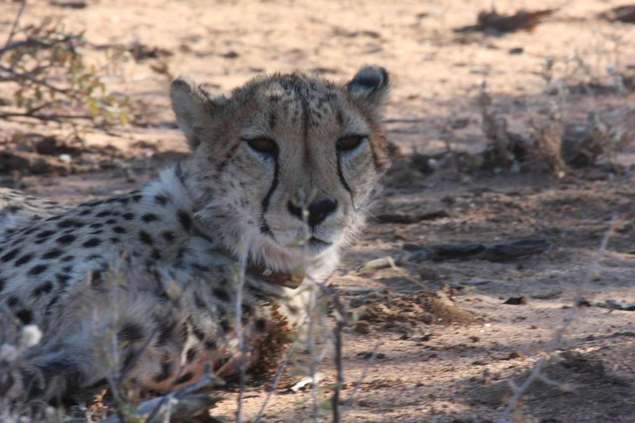 [1433] 2016_06_22_03_06_13_Africa_Canon_EOS_40D_IMG__00281.jpg
