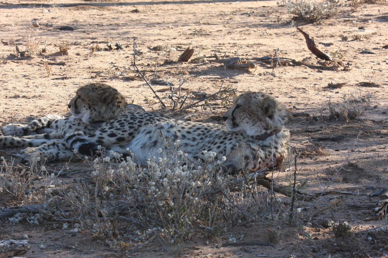 [1442] 2016_06_22_03_06_23_Africa_Canon_EOS_40D_IMG__00284.jpg