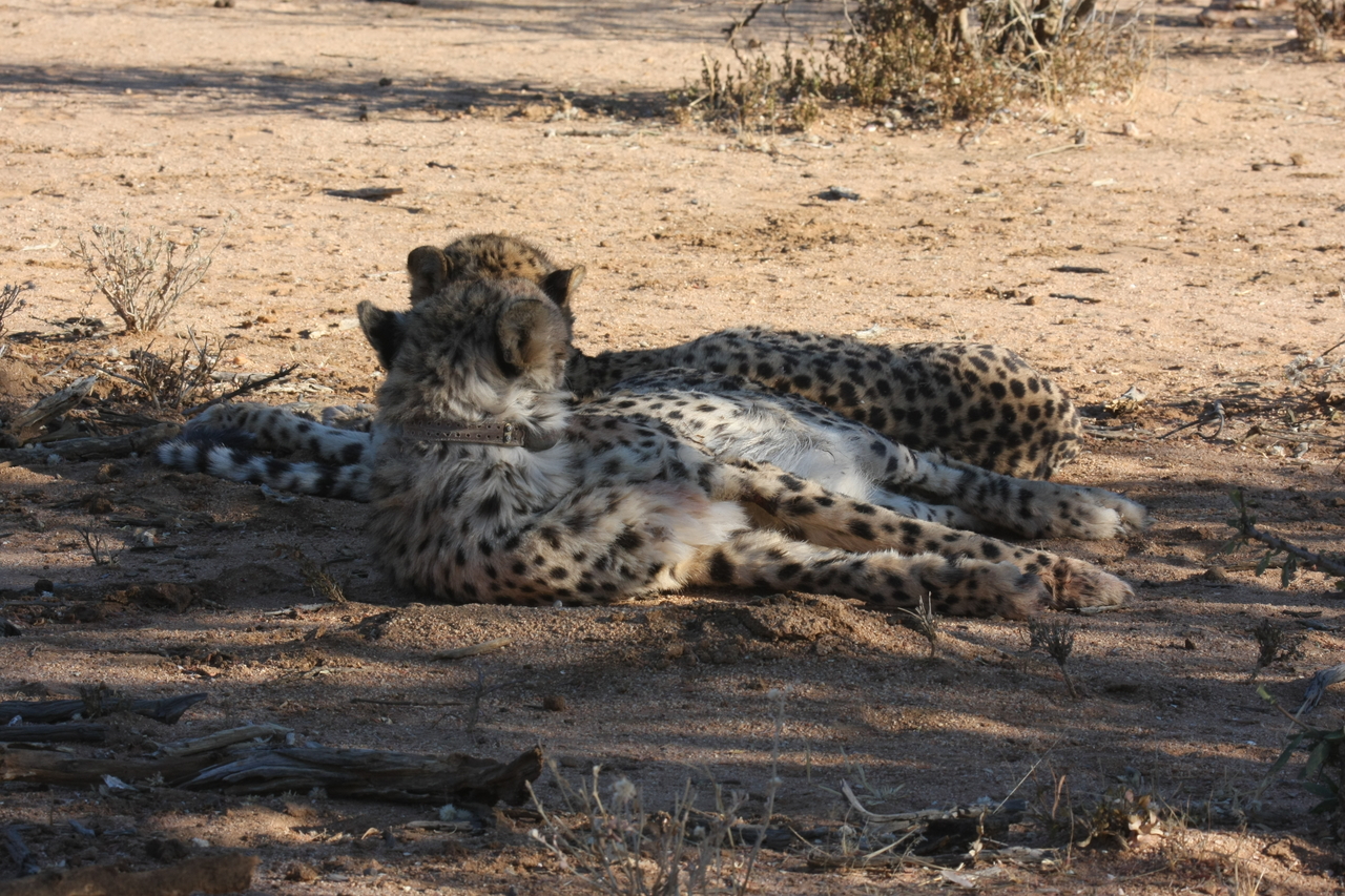 [1505] 2016_06_22_03_11_13_Africa_Canon_EOS_40D_IMG__00305.jpg