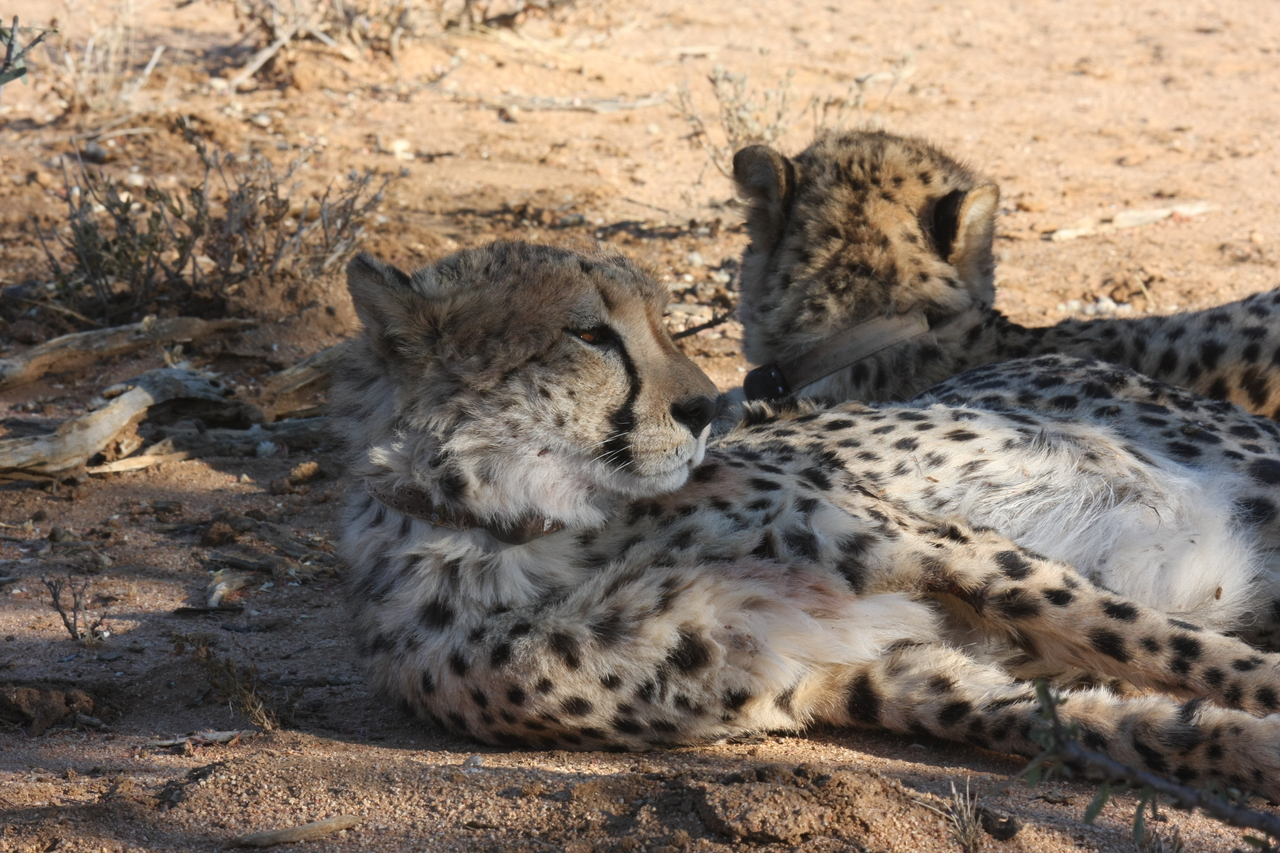 [1516] 2016_06_22_03_11_33_Africa_Canon_EOS_40D_IMG__07772.jpg