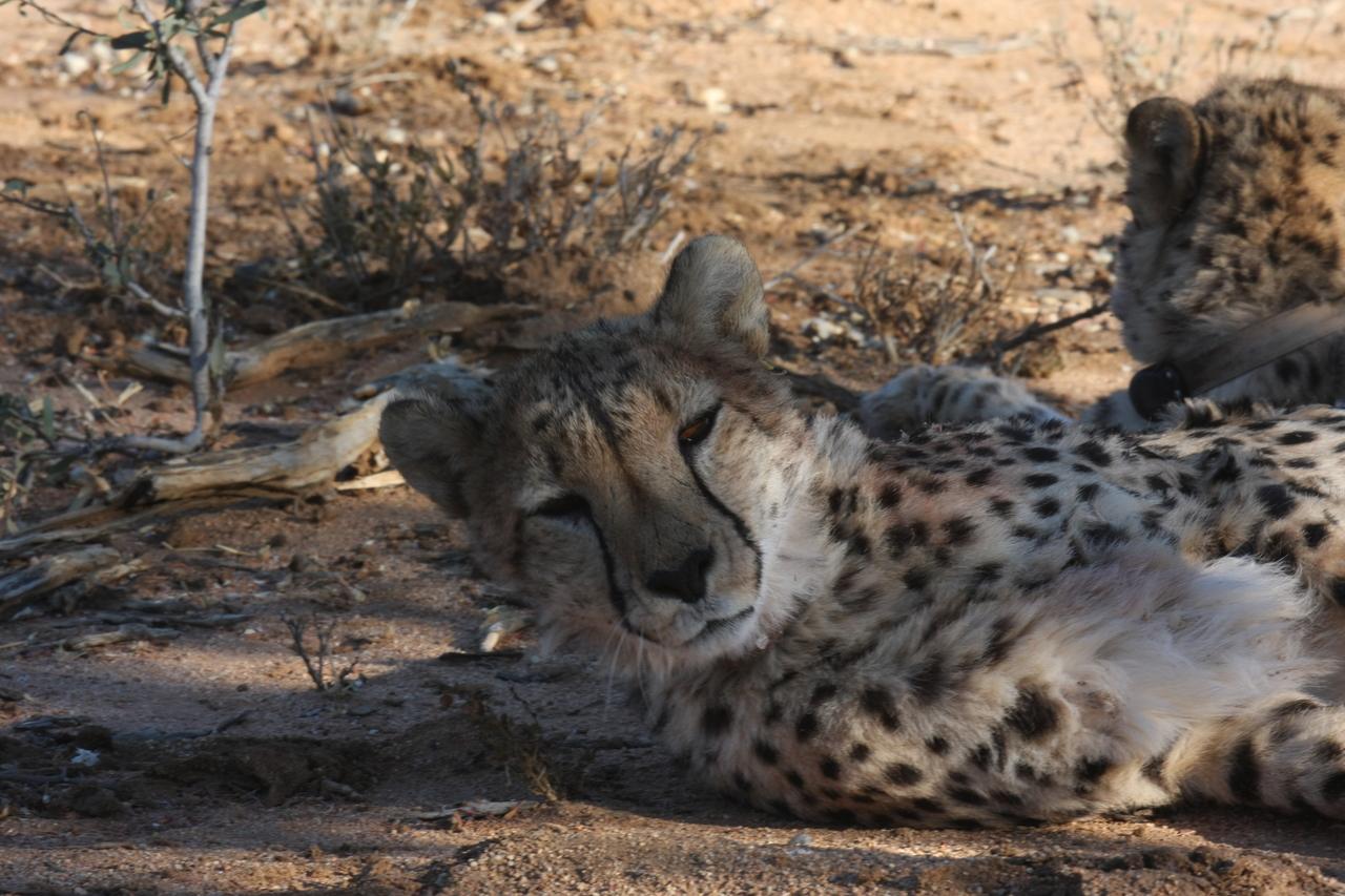 [1519] 2016_06_22_03_11_45_Africa_Canon_EOS_40D_IMG__00309.jpg