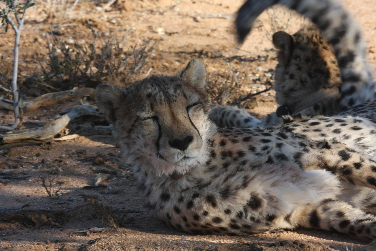 [1520] 2016_06_22_03_11_45_Africa_Canon_EOS_40D_IMG__00327.jpg