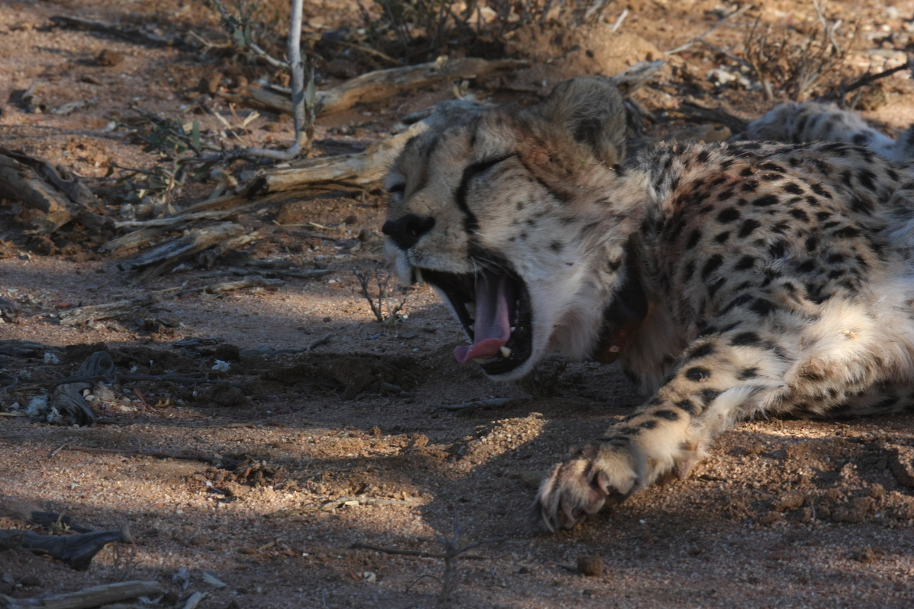 [1524] 2016_06_22_03_11_46_Africa_Canon_EOS_40D_IMG__00310.jpg