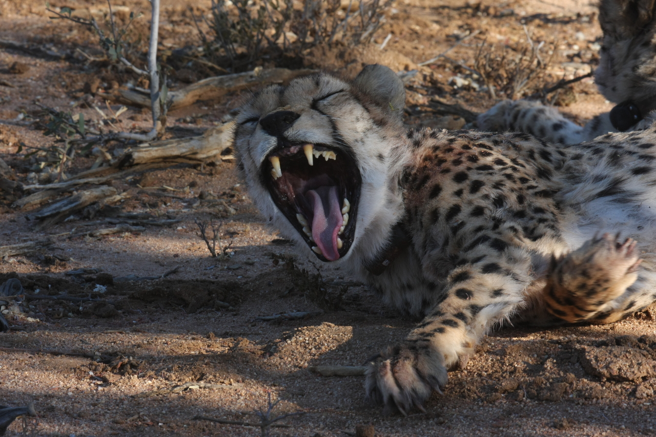 [1535] 2016_06_22_03_11_47_Africa_Canon_EOS_40D_IMG__07779.jpg