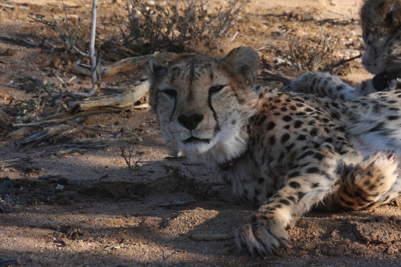 [1541] 2016_06_22_03_11_48_Africa_Canon_EOS_40D_IMG__00335.jpg