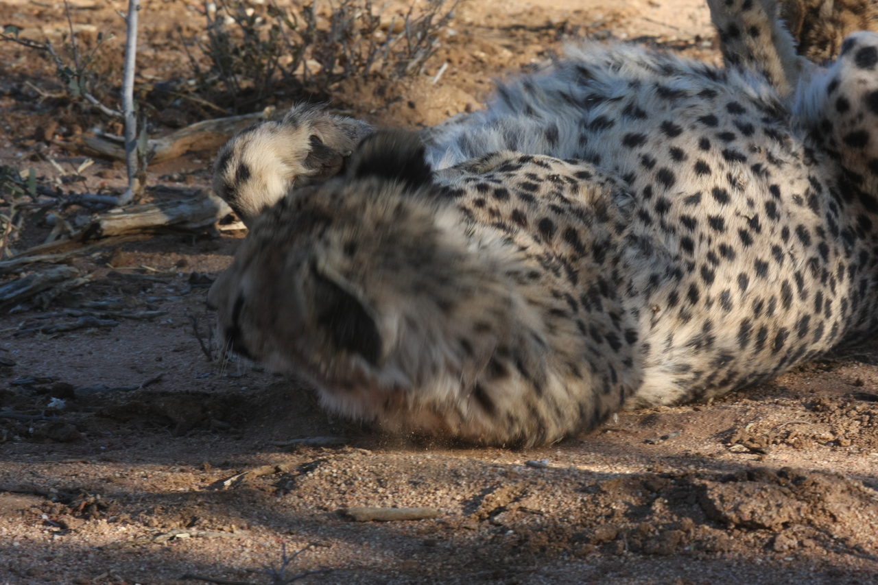 [1554] 2016_06_22_03_11_52_Africa_Canon_EOS_40D_IMG__00320.jpg